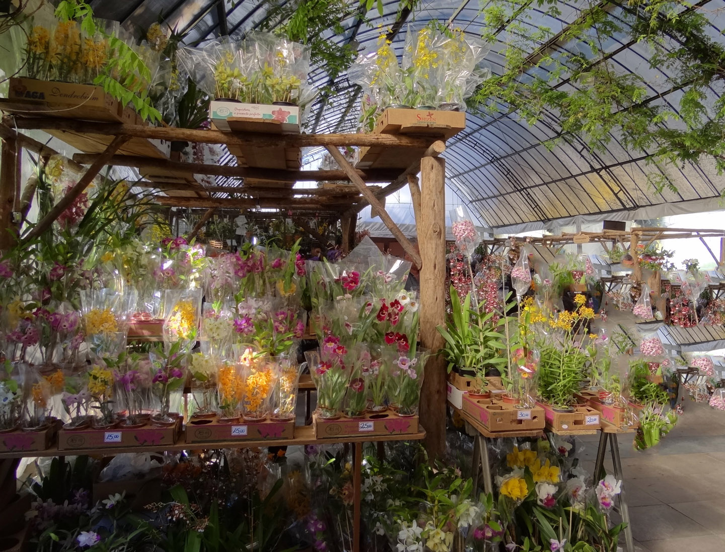 XI Exposição Internacional de Orquídeas
